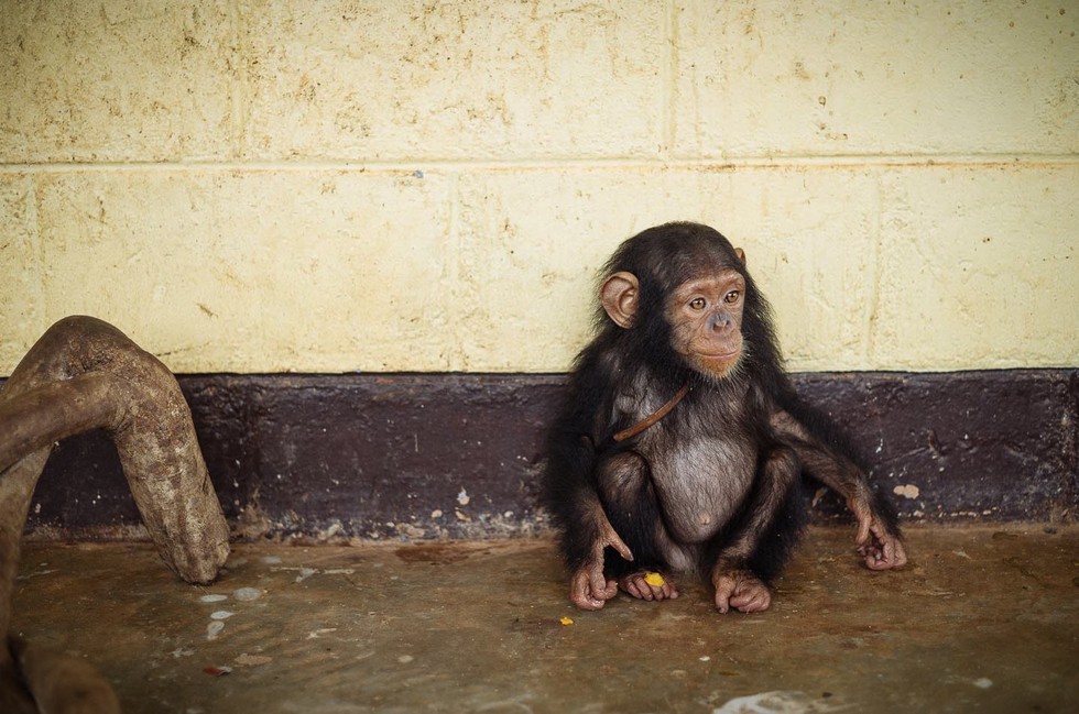 Ape Action Africa
