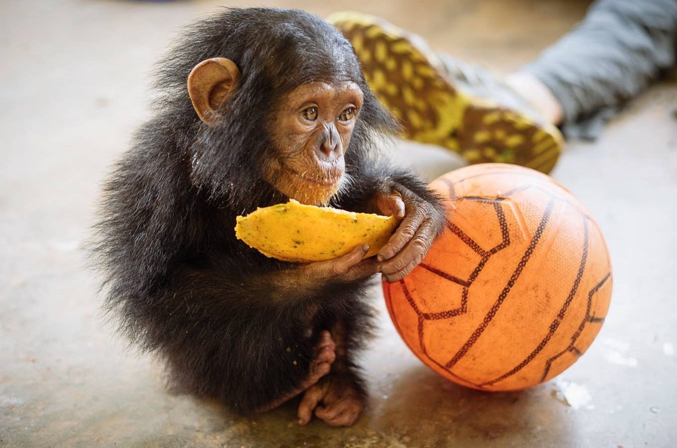 Ape Action Africa