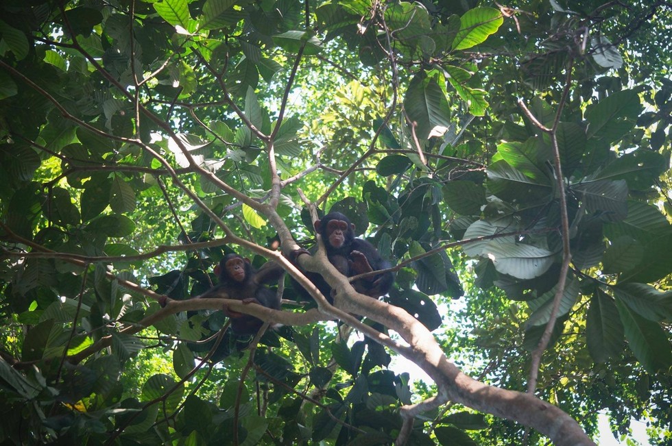 Ape Action Africa
