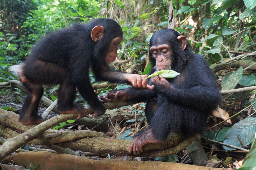 Ape Action Africa