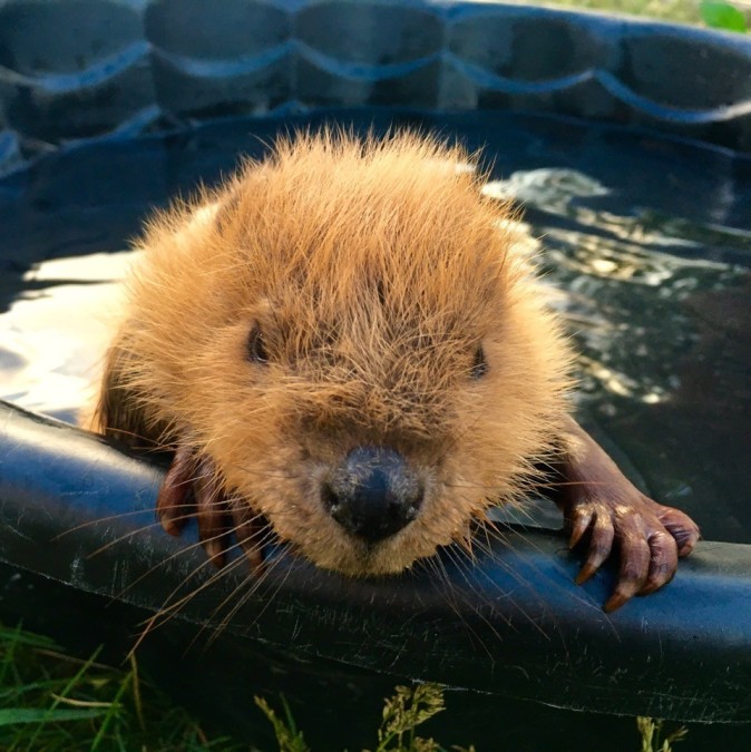 Alberta Institute for Wildlife Conservation