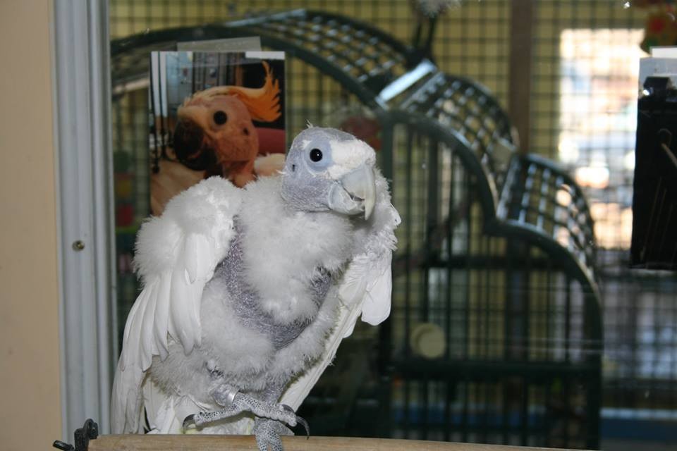 Best Friends Animal Society