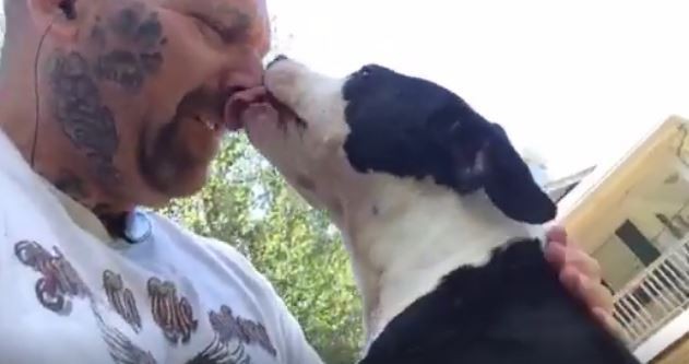 Friends to the Forlorn Pitbull Rescue