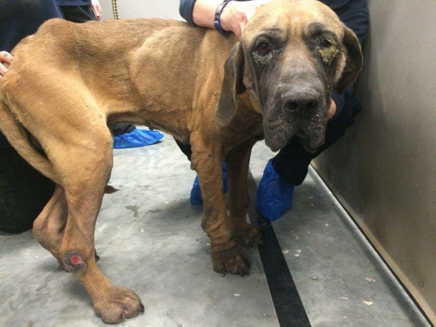 Humane Society International