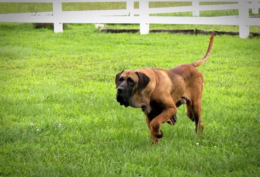 Humane Society International