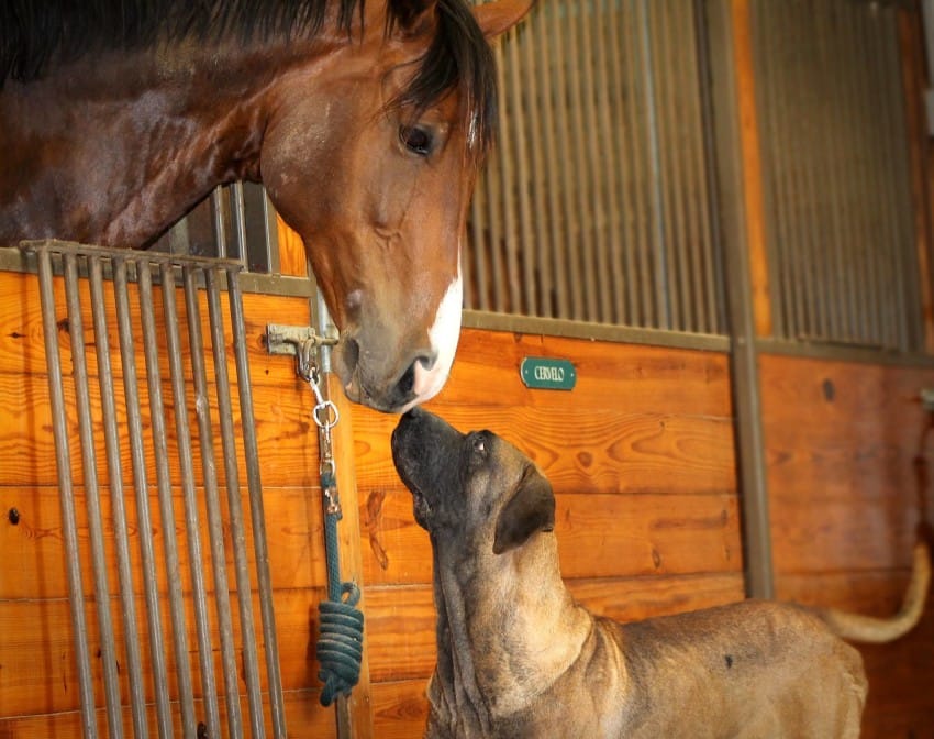 Humane Society International