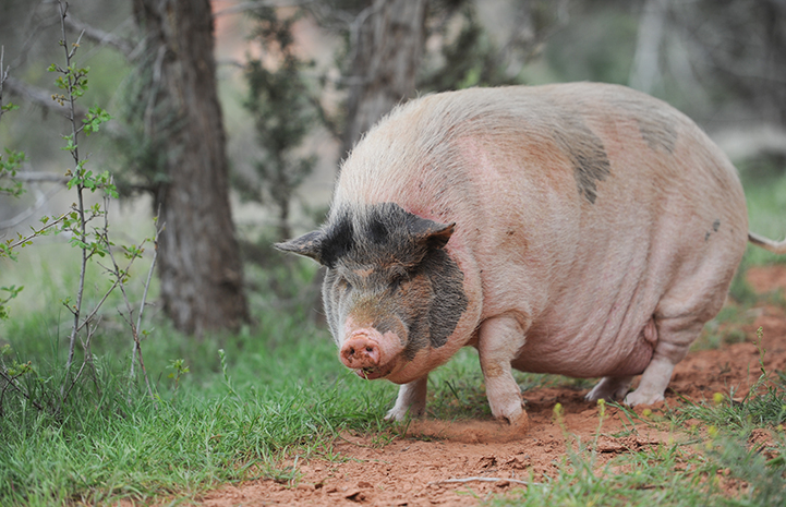 Best Friends Animal Sanctuary