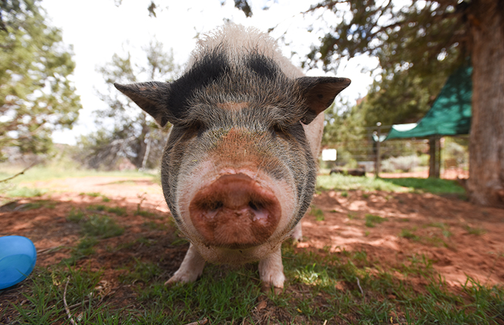 Best Friends Animal Sanctuary