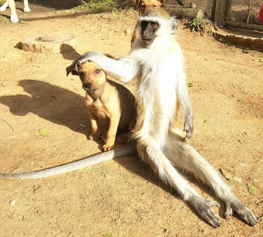 The Twala Trust Animal Sanctuary