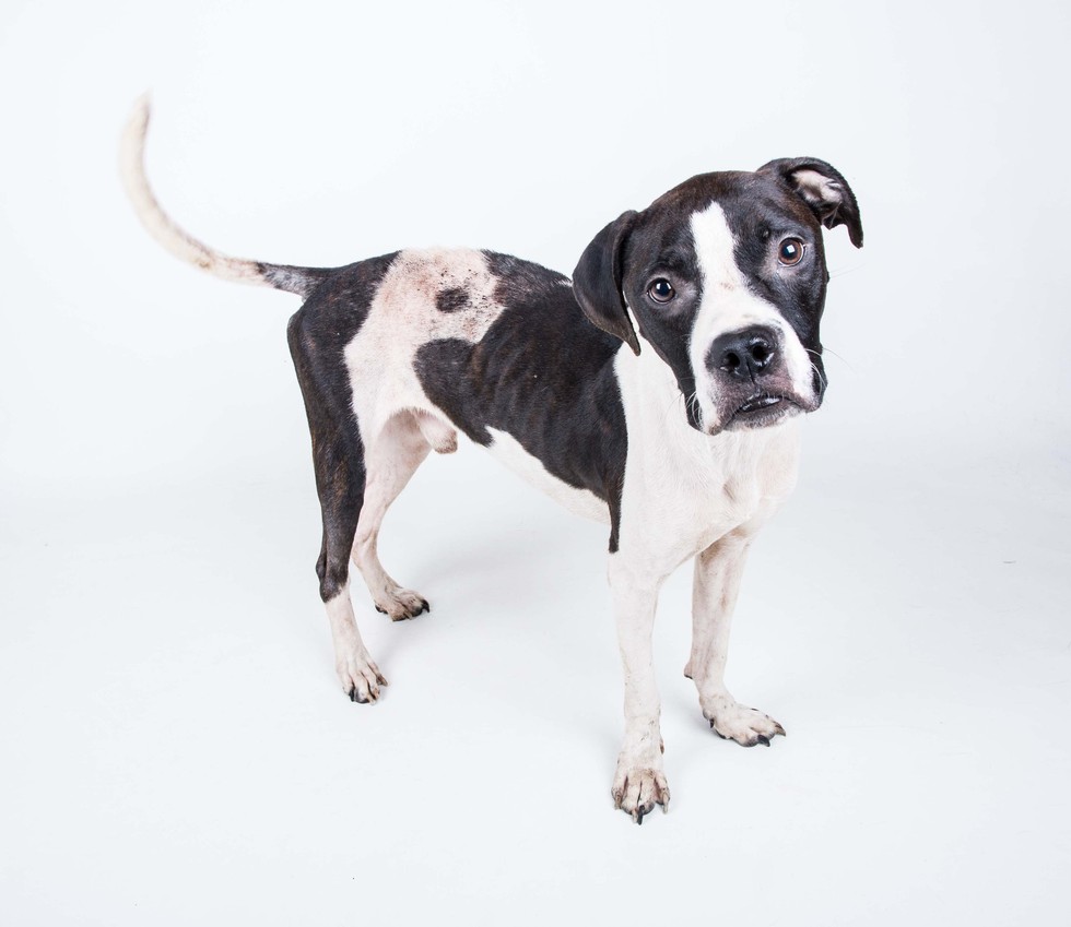 Lifeline Animal Project