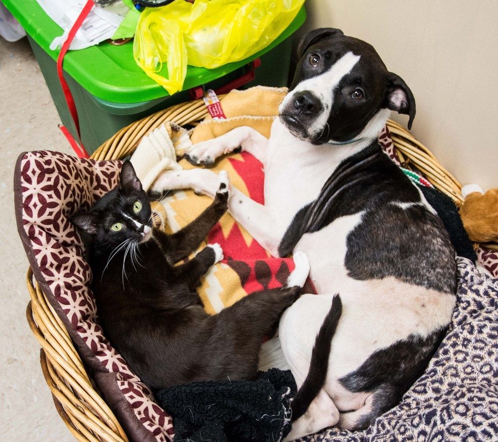 Lifeline Animal Project