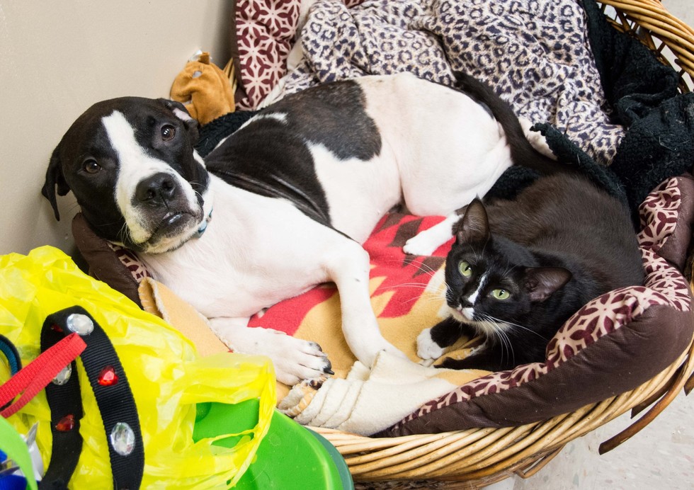 Lifeline Animal Project