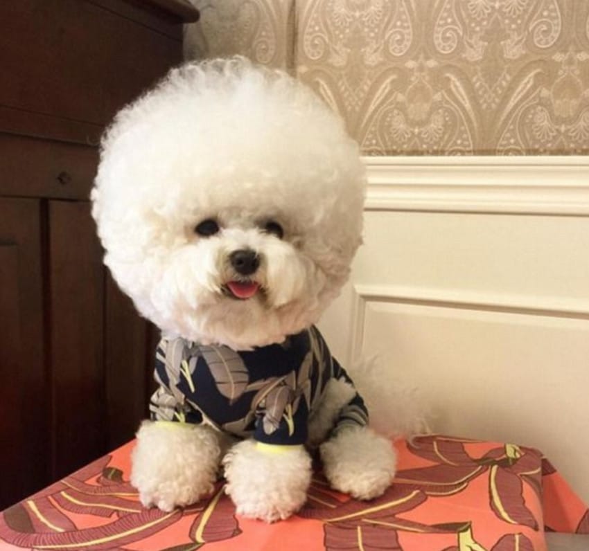 instagram.com/bichon_tori