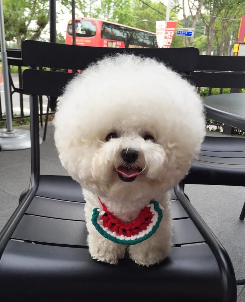 instagram.com/bichon_tori