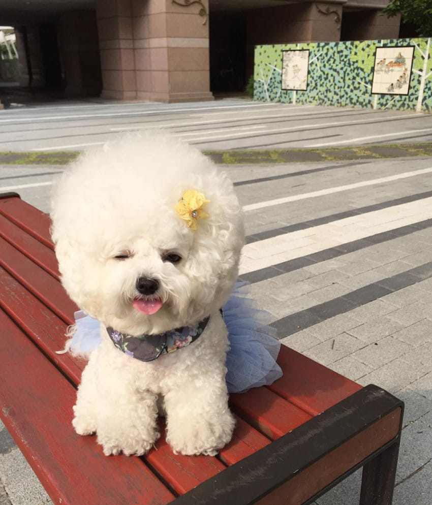 instagram.com/bichon_tori