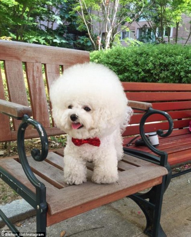 instagram.com/bichon_tori