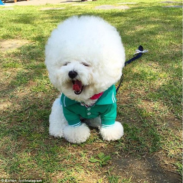 instagram.com/bichon_tori