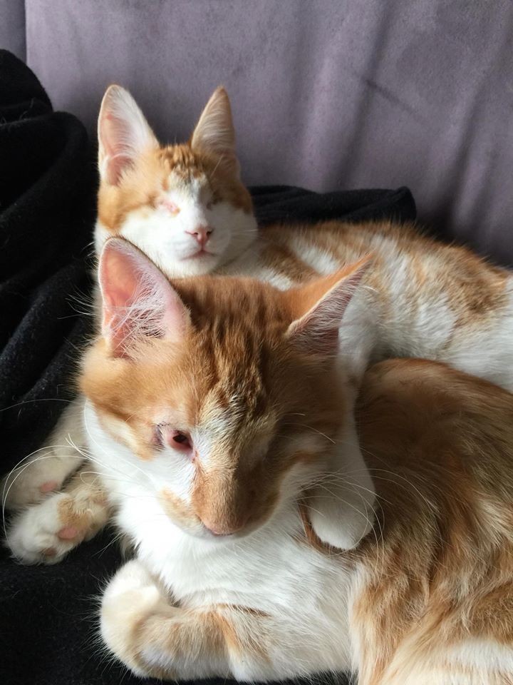 Inner City Strays