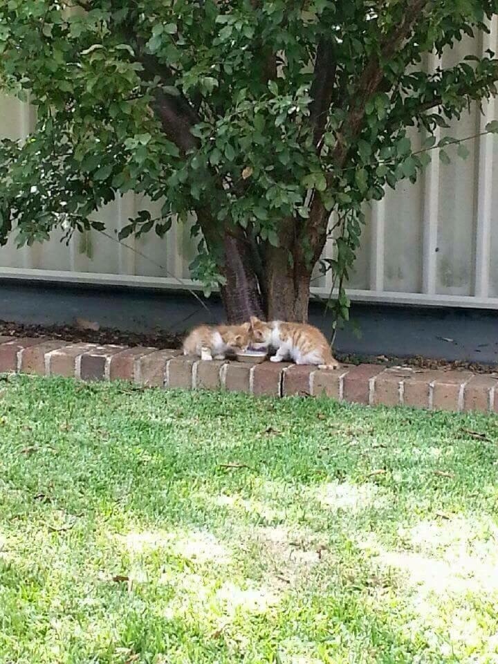 Inner City Strays
