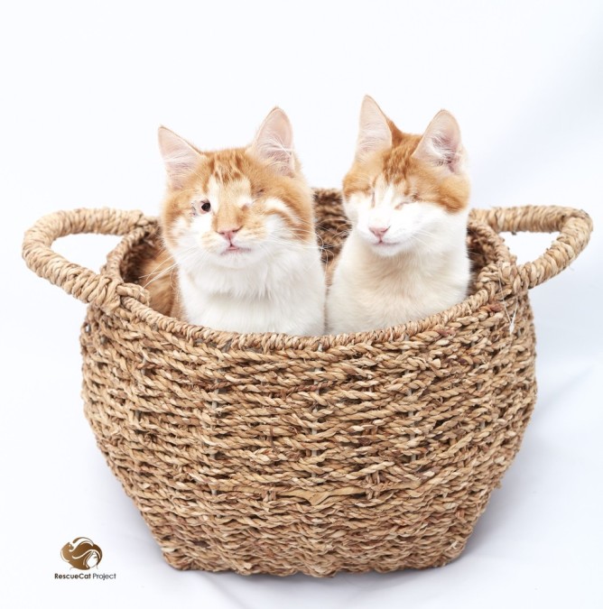 Rescue Cat Project