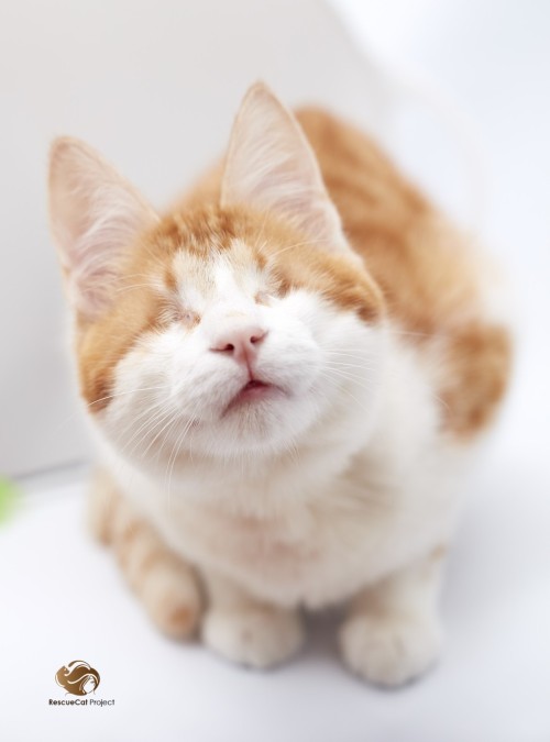 Rescue Cat Project