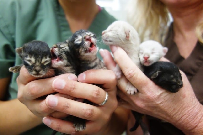 Sacramento SPCA
