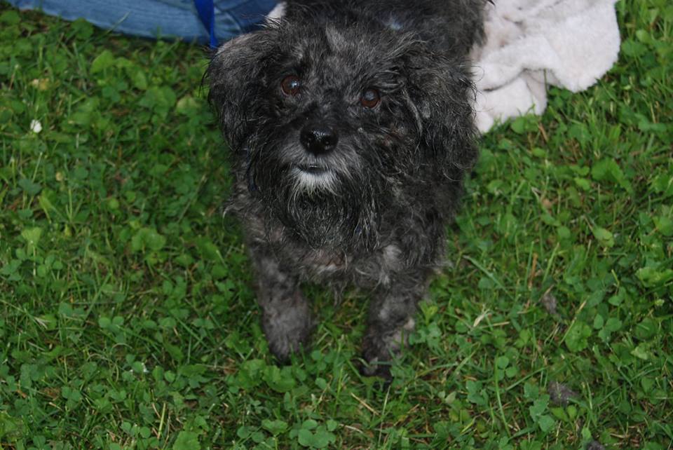 Old North Canine Rescue