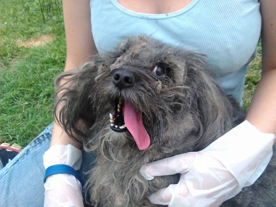 Old North Canine Rescue