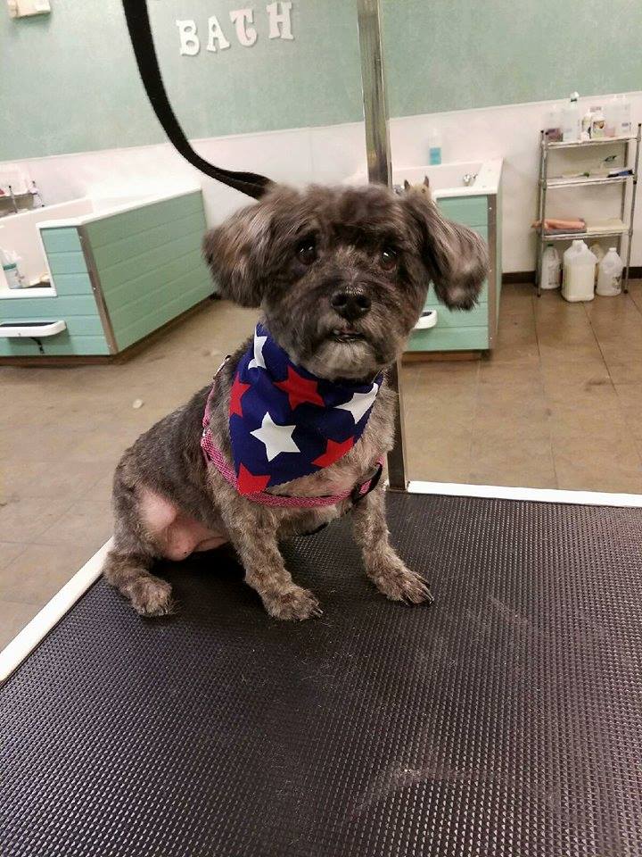 Old North Canine Rescue