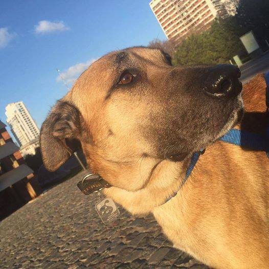 Mascotas Puerto Madero Adopciones Responsables