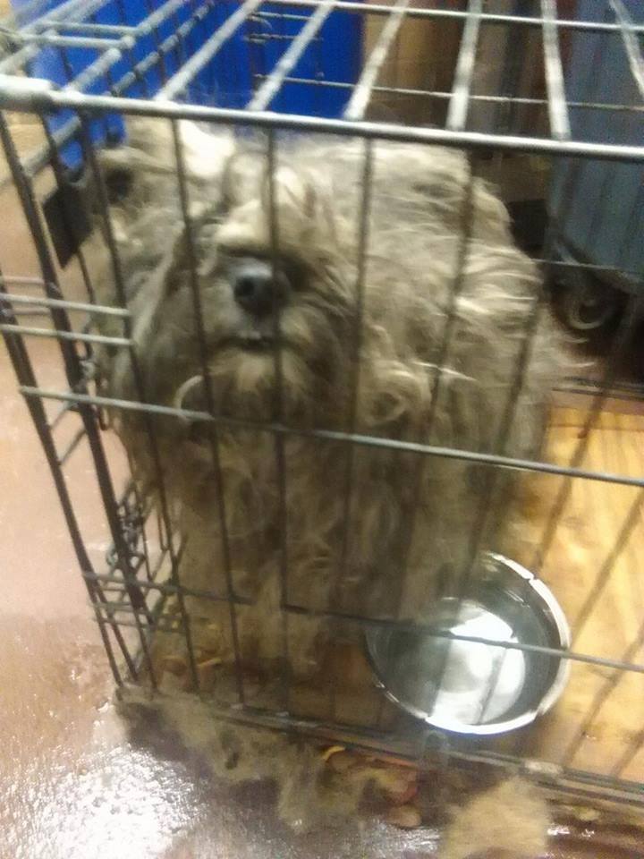 Old North Canine Rescue
