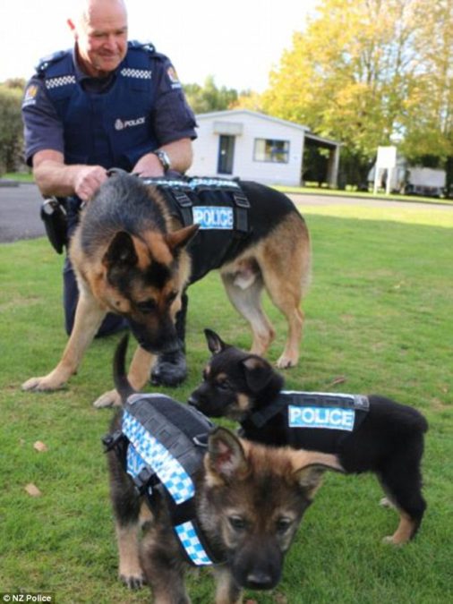 NZ Police
