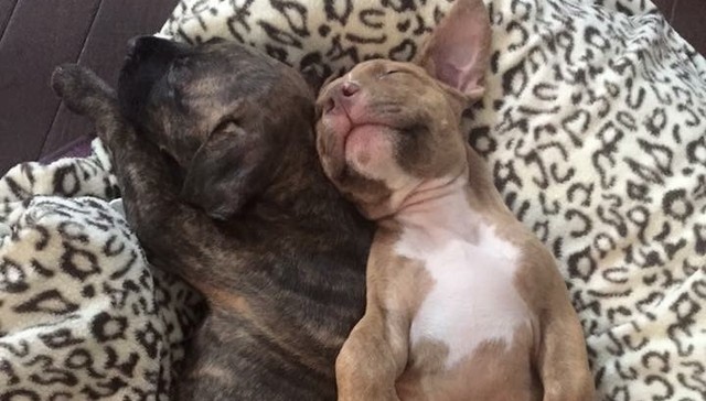 Rescue Dogs Rock NYC