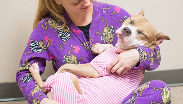 LifeLine Animal Project
