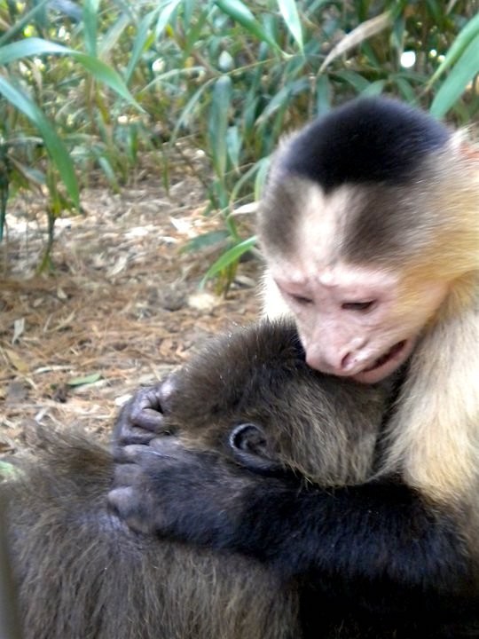 Jungle Friends Primate Sanctuary
