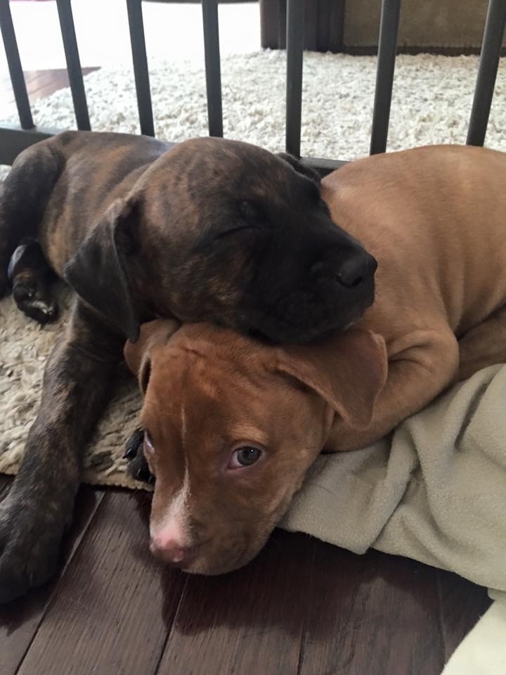 Rescue Dogs Rock NYC