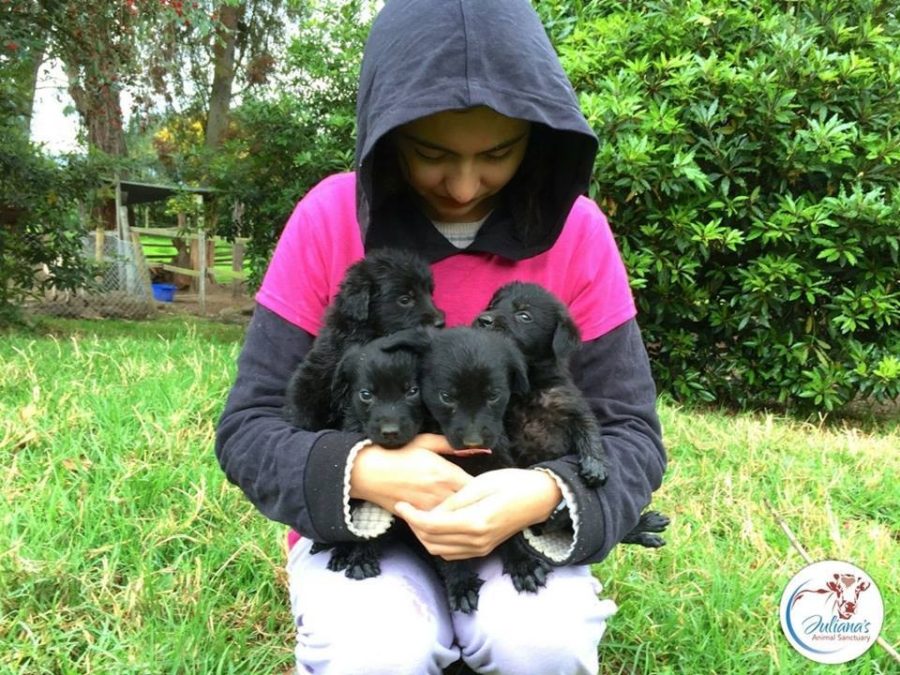 Juliana's Animal Sanctuary