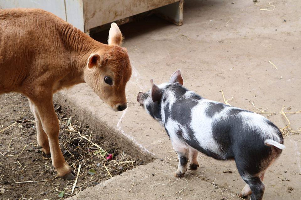 Sugarshine Sanctuary