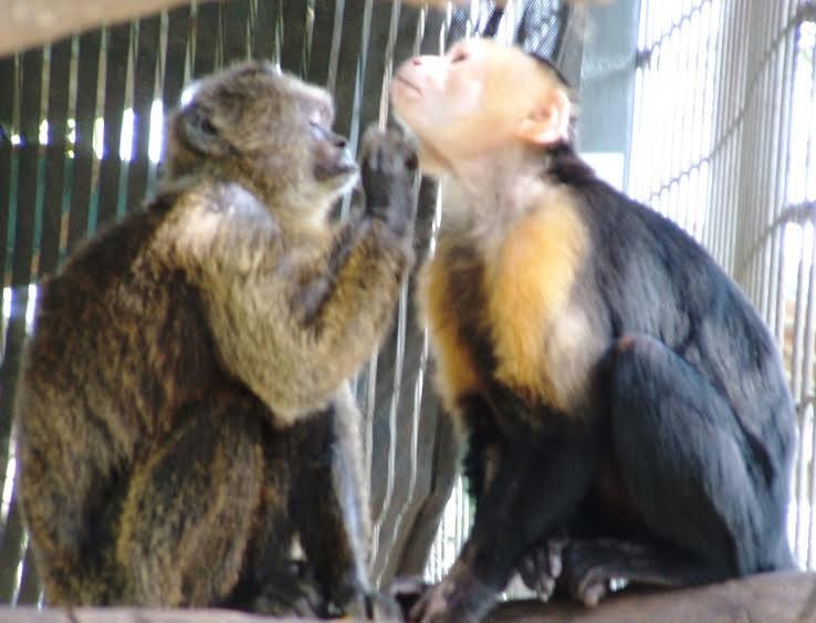 Jungle Friends Primate Sanctuary