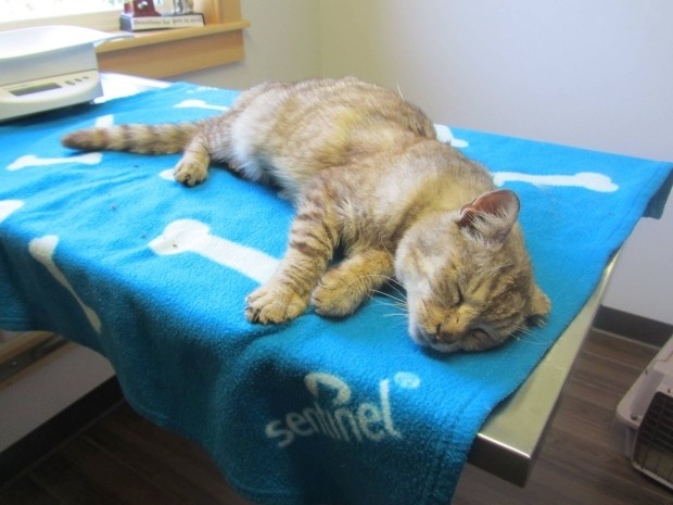 New Perth Animal Hospital