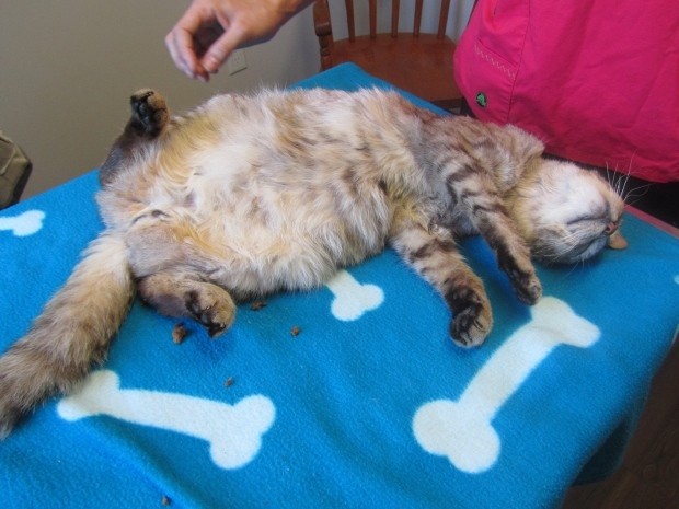 New Perth Animal Hospital
