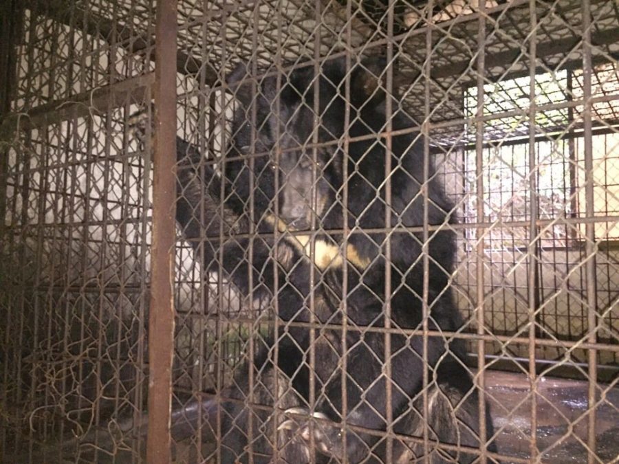 Animals Asia