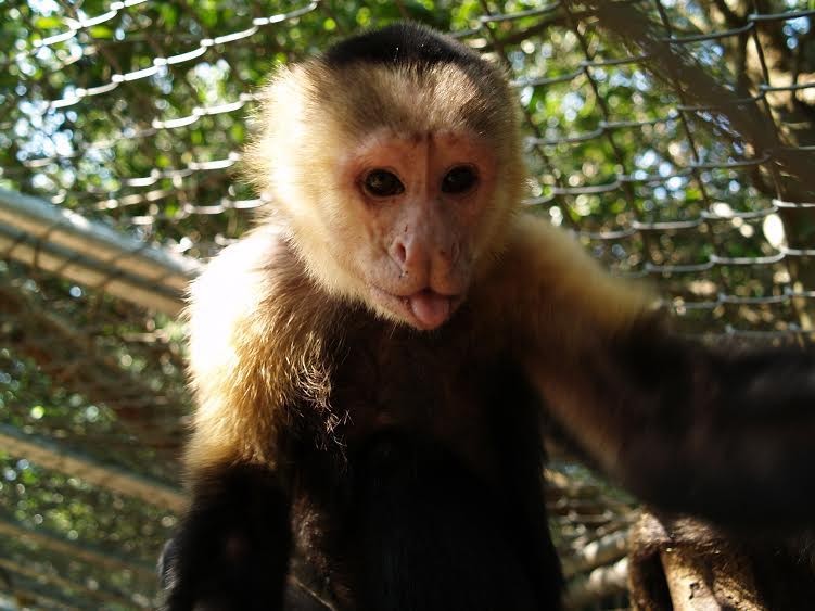 Jungle Friends Primate Sanctuary