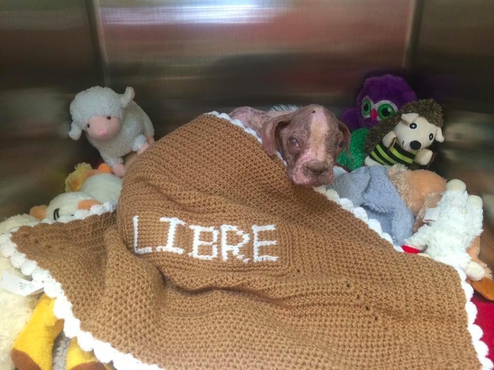 Dillsburg Veterinary Center