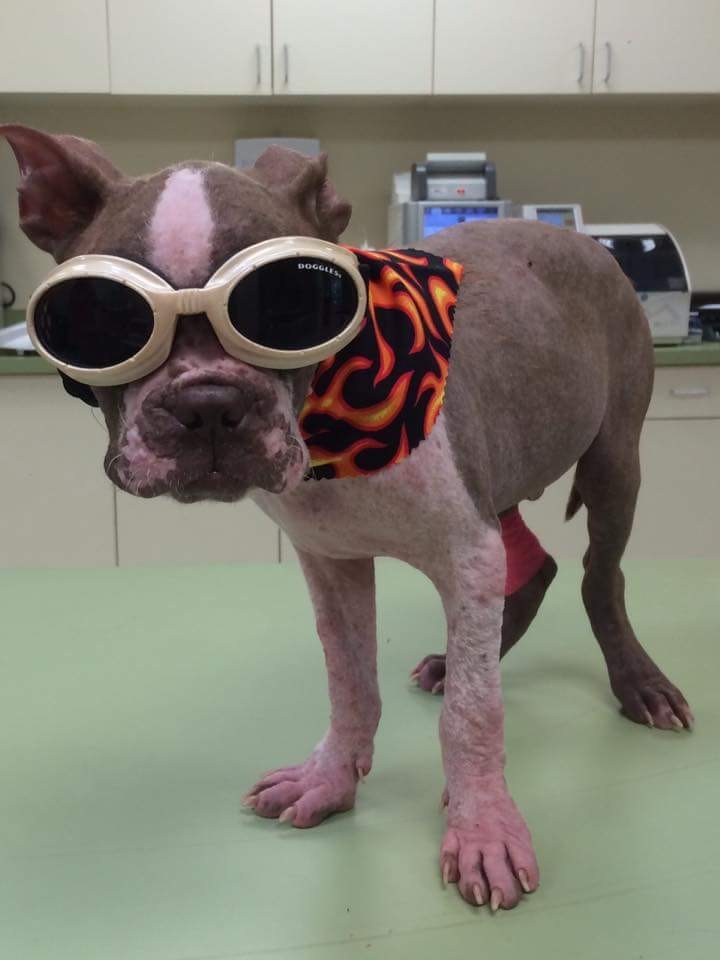 Facebook: Libre, The Bug Eyed Miracle