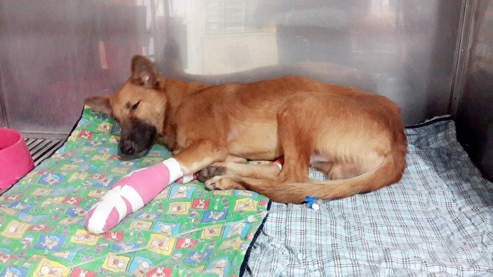 Soi Dog Foundation