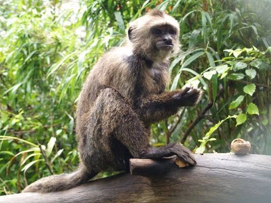 Jungle Friends Primate Sanctuary