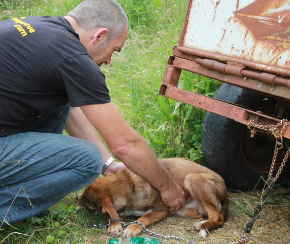 Rudozem Street Dog Rescue