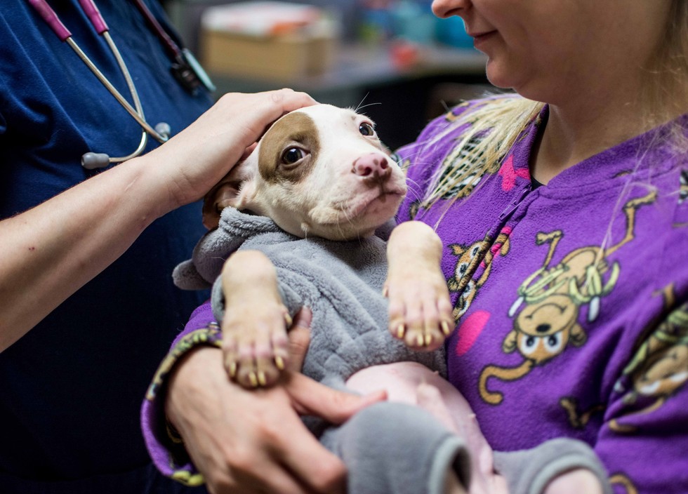 LifeLine Animal Project
