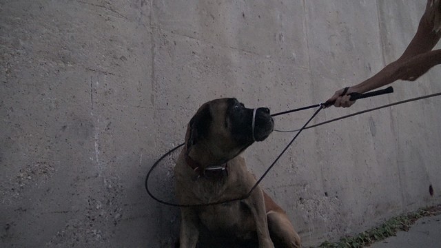 Hope For Paws